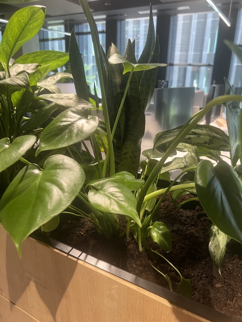 Zbliżenie na zielone rośliny rosnące w glebie wewnątrz biura producenta sprzętu audio, nowoczesnego budynku z dużymi oknami i dużą ilością naturalnego światła.