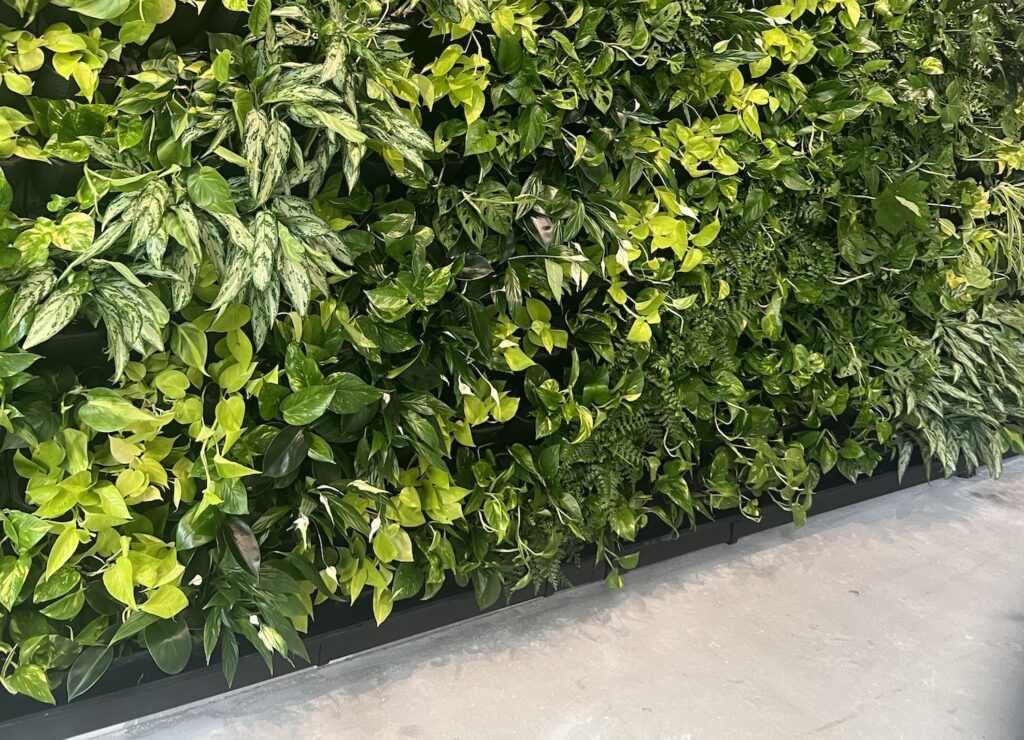 Zielona ściana w nowoczesnej szkole