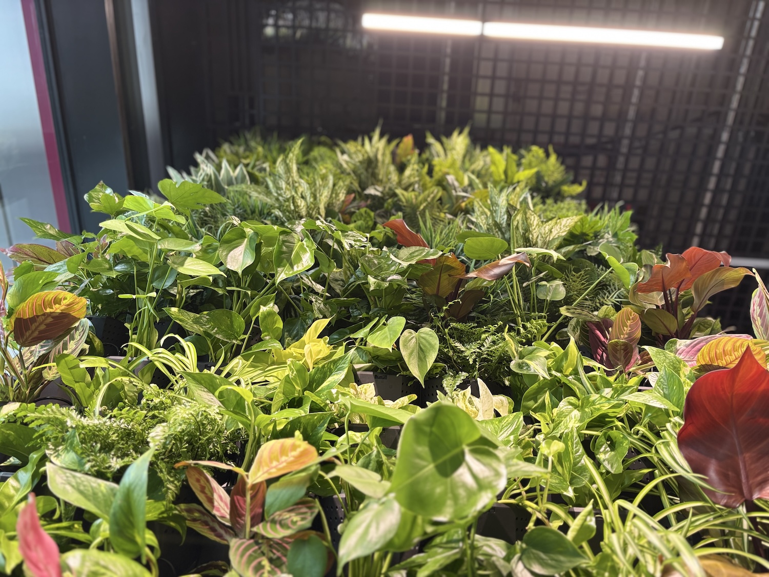Różnorodne rośliny doniczkowe o zielonych i czerwonych liściach ustawione blisko siebie pod lampą fluorescencyjną w pomieszczeniu.