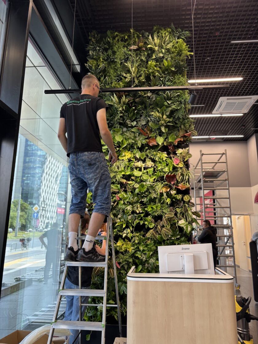 Mężczyzna stoi na drabinie i pielęgnuje wysoką zieloną ścianę roślin w nowoczesnej przestrzeni komercyjnej z dużymi oknami.