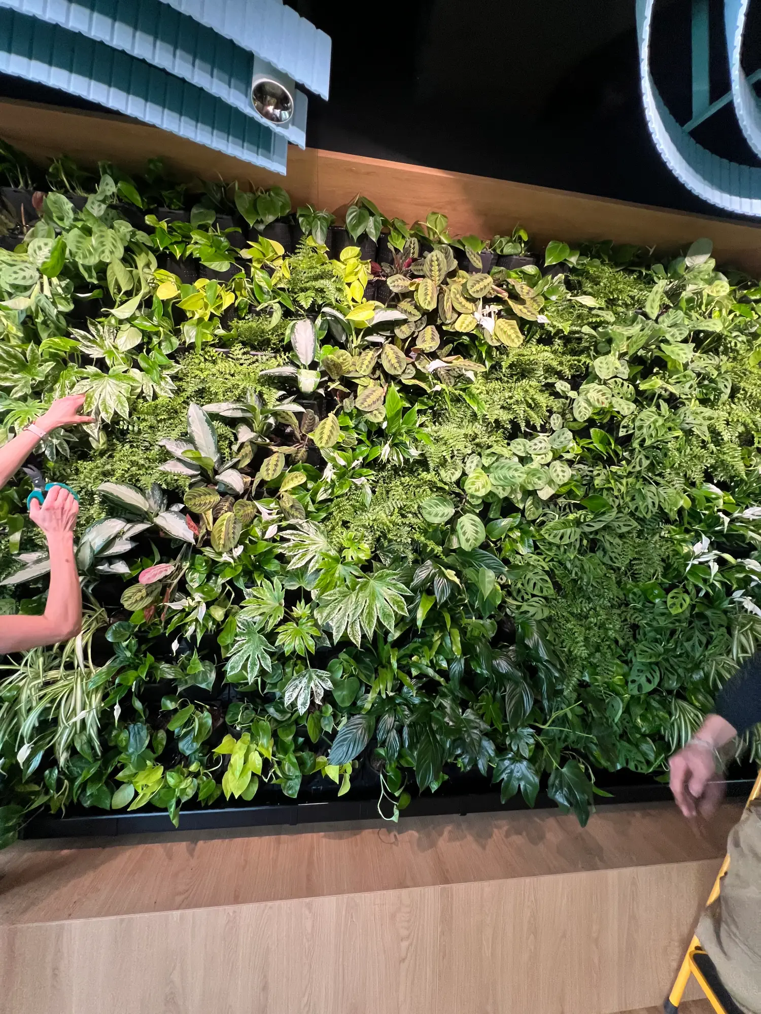 Pionowy ogród wewnętrzny z różnymi zielonymi roślinami rośnie na ścianie; ramiona dwóch osób są widoczne po lewej i prawej stronie obrazu.