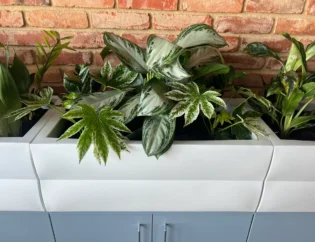 Kilka doniczkowych zielonych i białych pstrokatych roślin doniczkowych, doskonały przykład jak zaplanować zieleń, jest ułożonych w nowoczesnej białej donicy na tle ceglanej ściany.