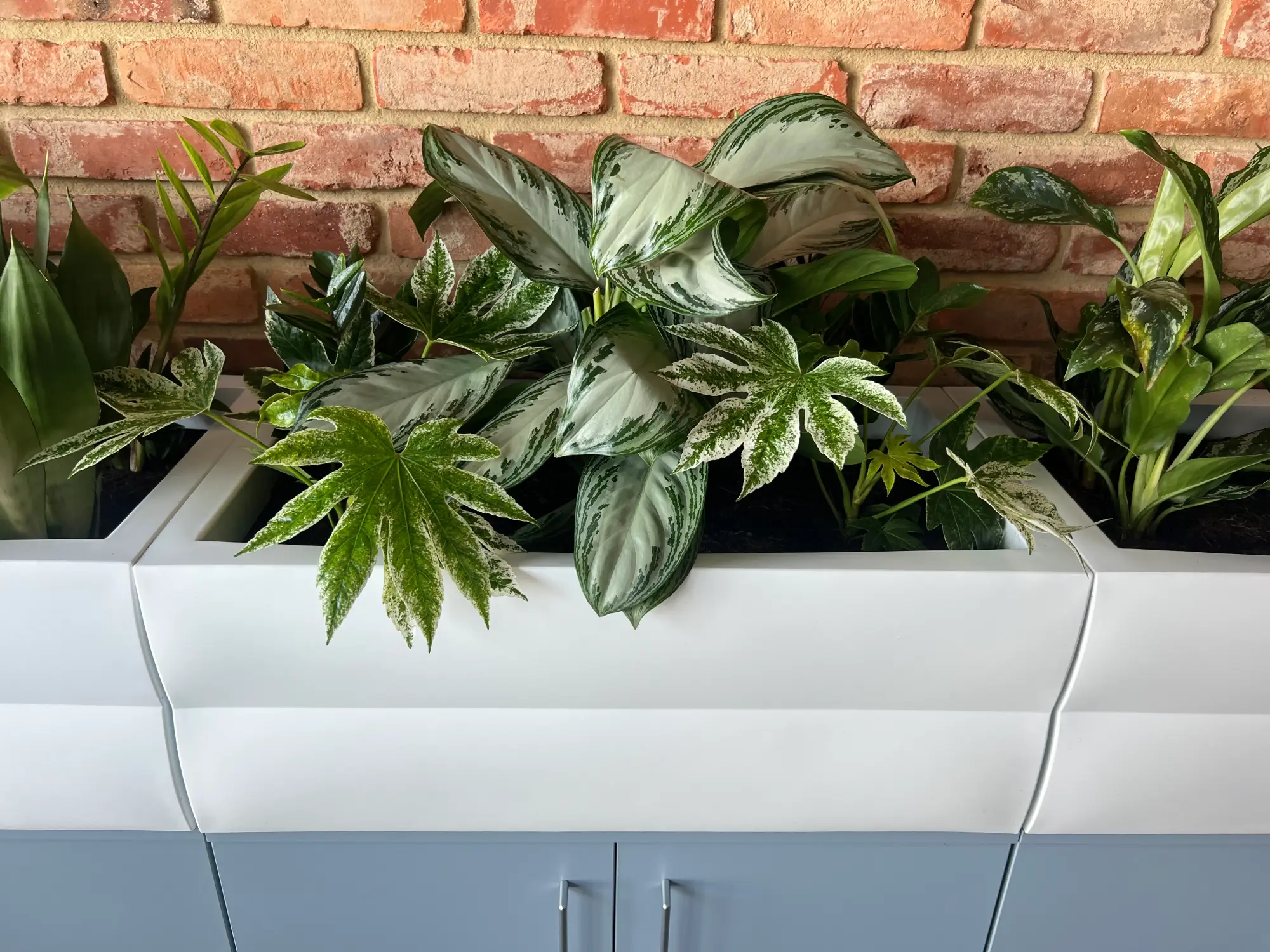 Kilka doniczkowych zielonych i białych pstrokatych roślin doniczkowych, doskonały przykład jak zaplanować zieleń, jest ułożonych w nowoczesnej białej donicy na tle ceglanej ściany.