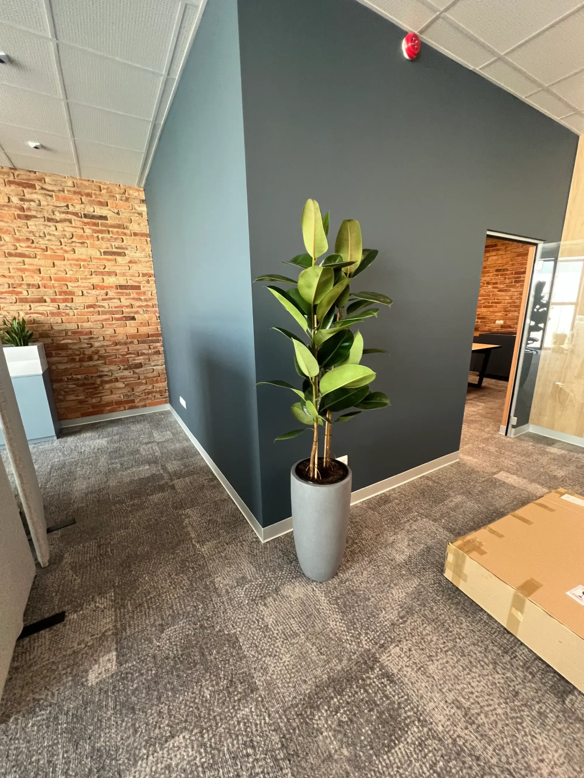Wysoka roślina doniczkowa stoi obok ciemnoszarej ściany w nowoczesnym biurze z ceglanymi i szklanymi akcentami i wykładziną podłogową, oferując inspirację dla tych, którzy zastanawiają się, jak zaplanować zieleń we współczesnych miejscach pracy.