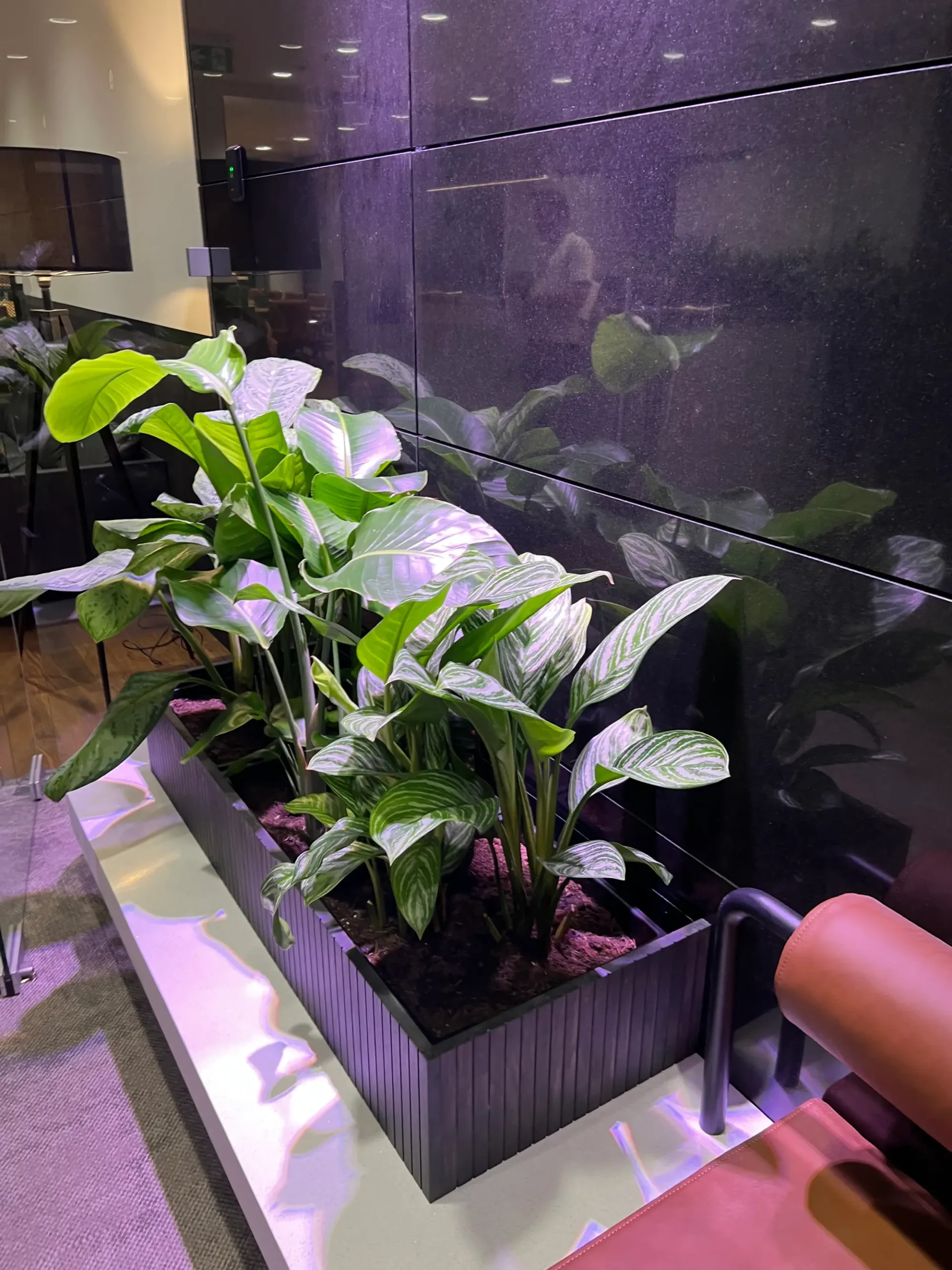 Prostokątna czarna donica z zielonymi roślinami liściastymi, idealna dla tych, którzy zastanawiają się, jak zaplanować zieleń, jest umieszczona we wnętrzu na tle błyszczącej czarnej ściany, obok brązowego wyściełanego krzesła.