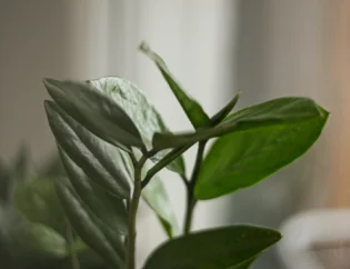 Zbliżenie na zieloną roślinę liściastą z miękkim naturalnym światłem padającym z okna w tle.