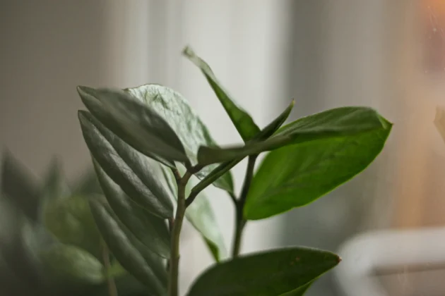 Zbliżenie na zieloną roślinę liściastą z miękkim naturalnym światłem padającym z okna w tle.