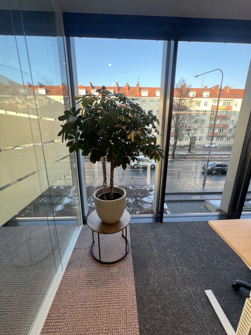 Roślina doniczkowa na małym stojaku obok okien sięgających od podłogi do sufitu wnosi do biura odrobinę stylu rośliny na otwartej przestrzeni, oferując odświeżający widok na ulicę i otaczające budynki na zewnątrz.
