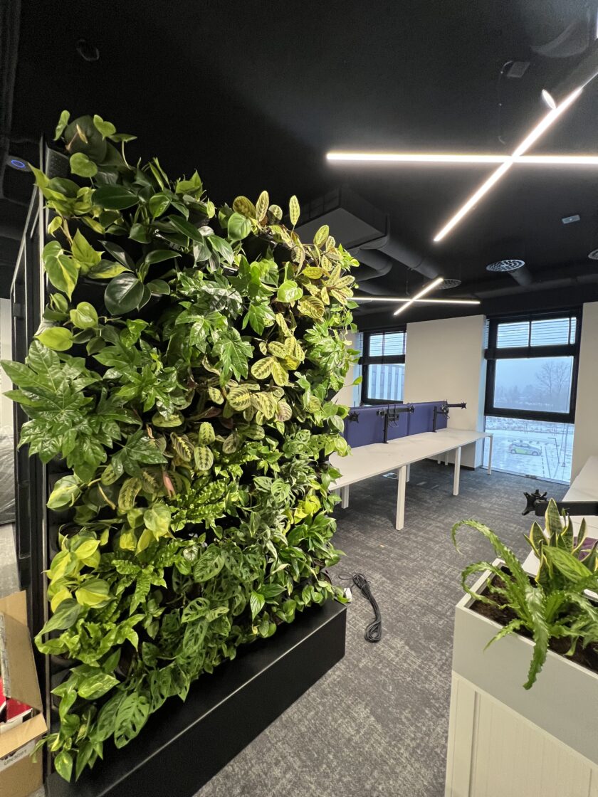 Duża pionowa donica ścienna z różnymi roślinami na otwartej przestrzeni dzieli nowoczesną przestrzeń biurową wypełnioną biurkami, krzesłami i dużymi oknami.