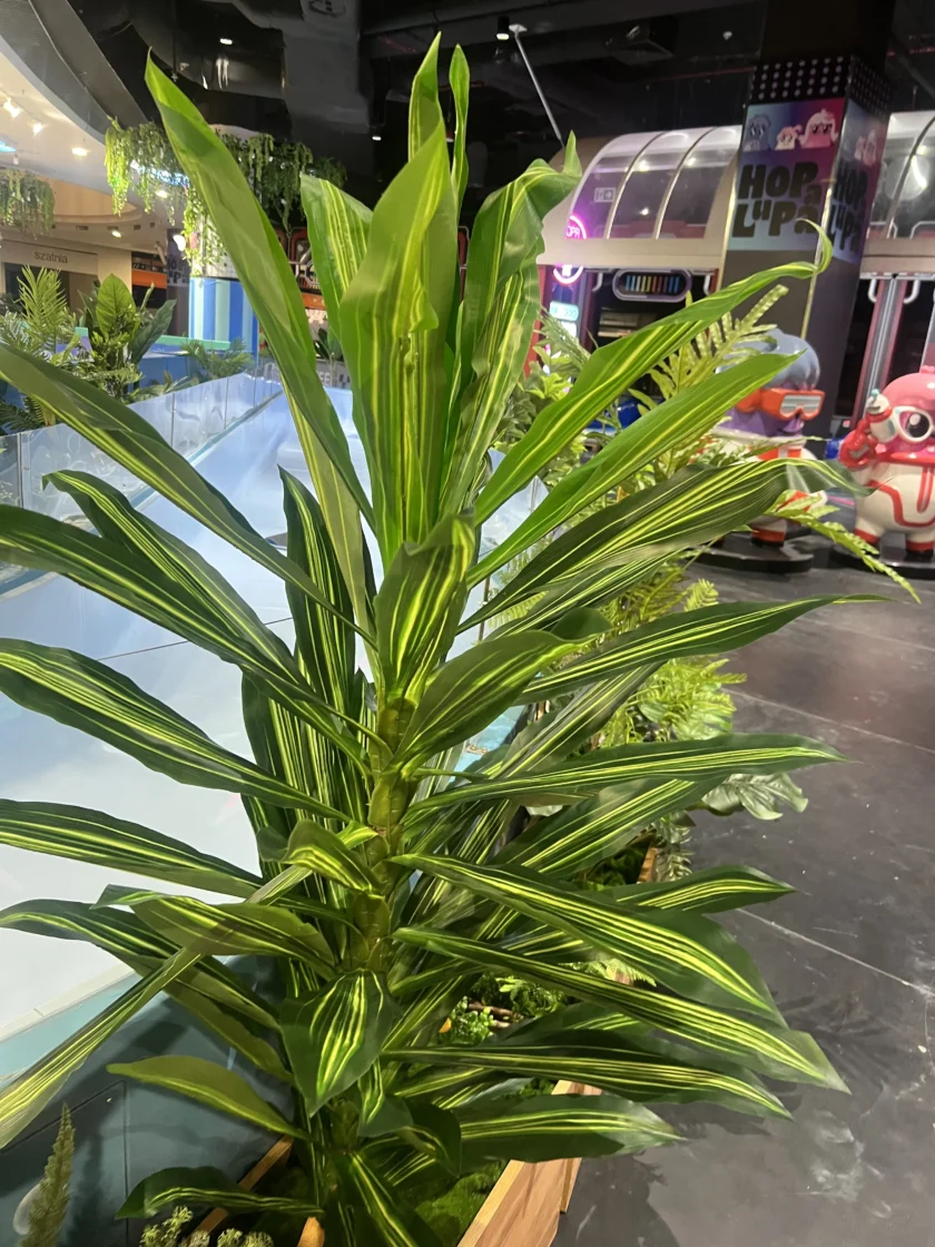 Roślina draceny z długimi, zielonymi liśćmi w żółte paski w pomieszczeniu w pobliżu salonu gier z kolorowymi przejażdżkami w tle.