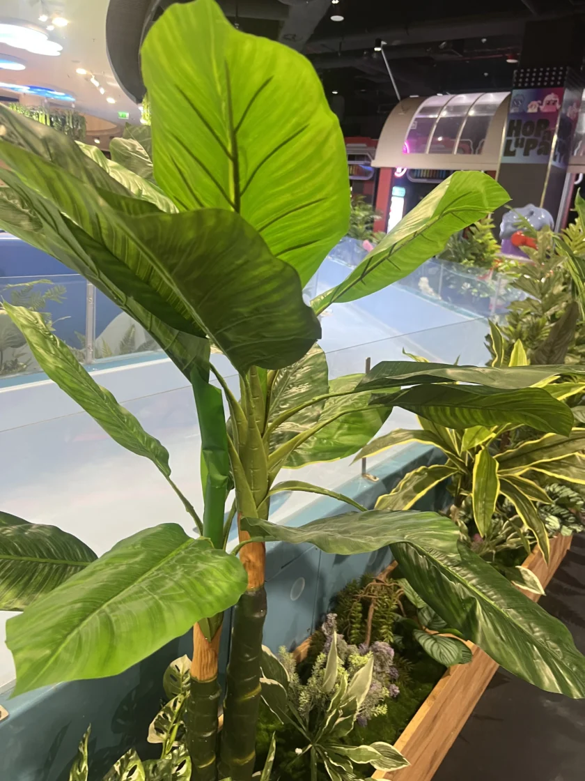 Duże zielone rośliny liściaste w drewnianej donicy są umieszczone w pomieszczeniu w pobliżu niebieskiej przegrody, z innymi roślinami i automatami do gier widocznymi w tle.