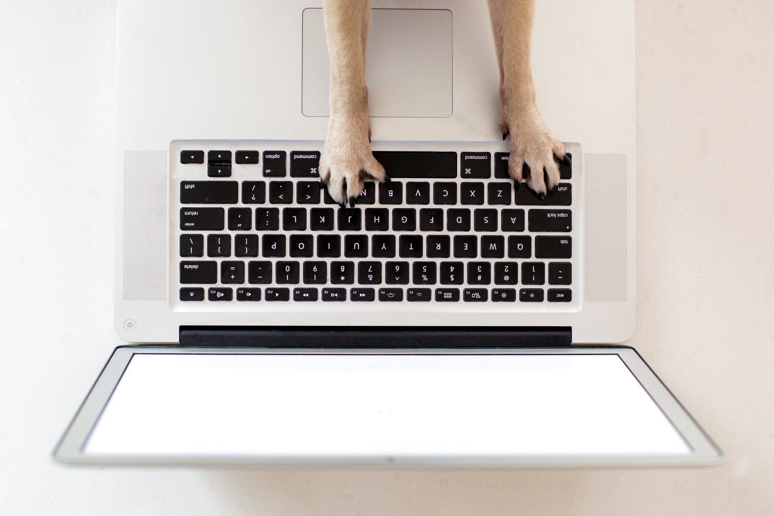 Zbliżenie na przednie łapy psa na klawiaturze laptopa, z otwartym ekranem, na którym nic nie widać.