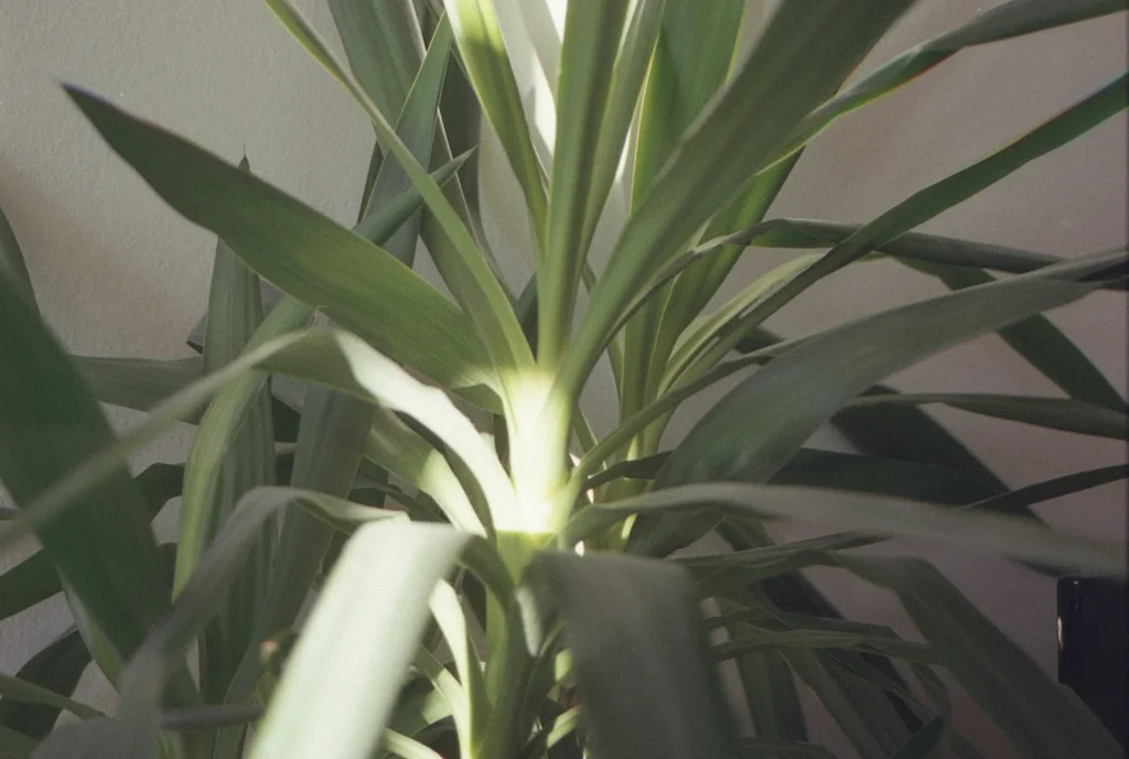 Yucca – pielęgnacja, uprawa i odmiany do biura