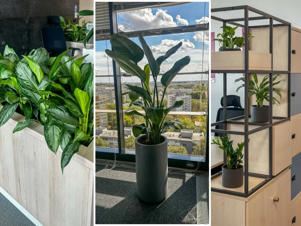 Open space na nowo – zieleń w biurze jako sposób aranżacji przestrzeni