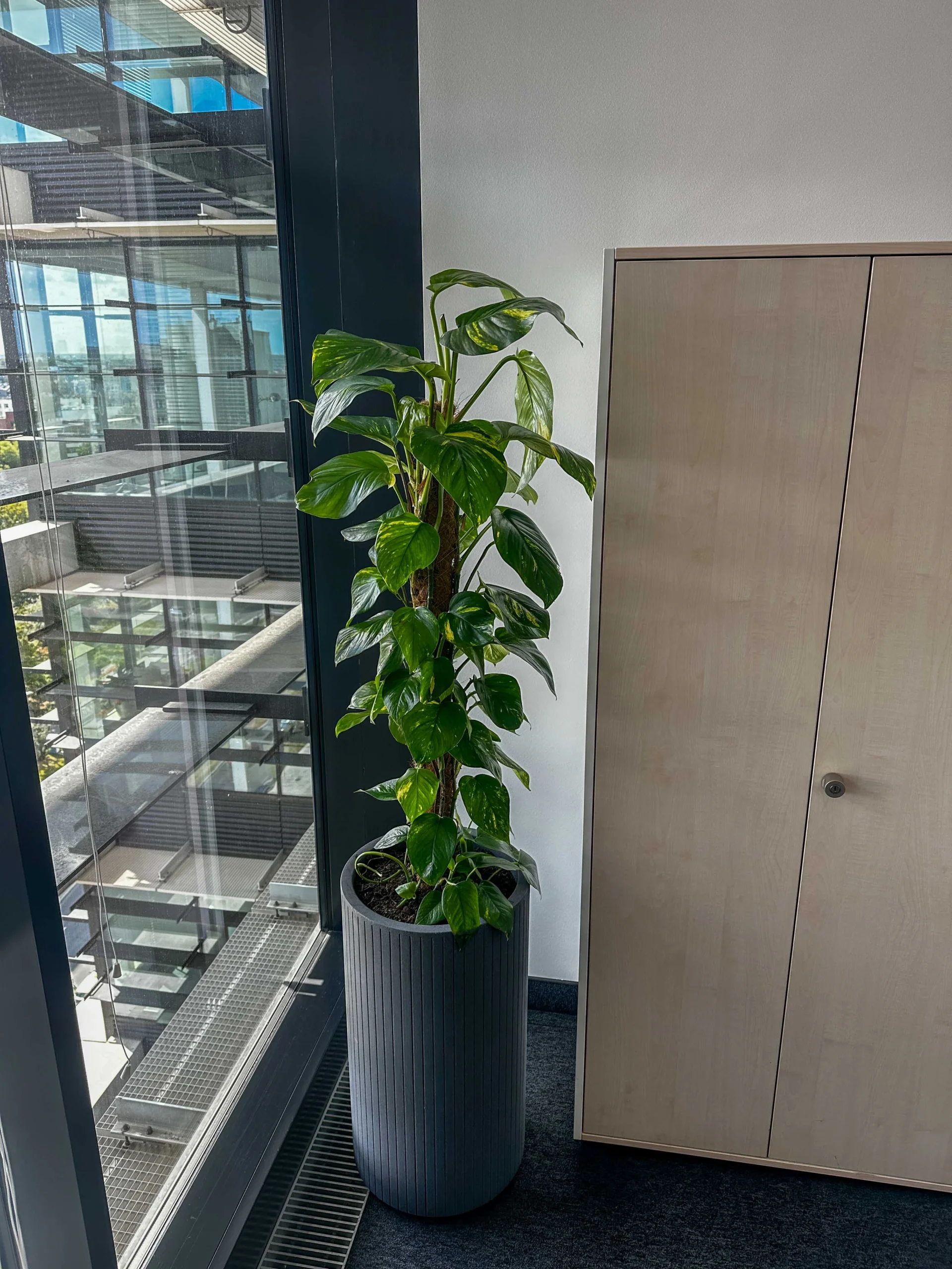 Wysoka, zielona roślina doniczkowa stoi obok zamkniętej beżowej szafki i dużego okna, wprowadzając odrobinę zieleni do tego nowoczesnego biura typu open space.