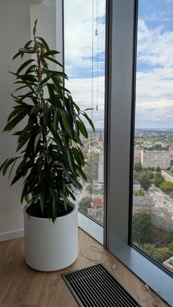 Wysoka roślina doniczkowa stoi przy dużym oknie, z którego rozciąga się widok na panoramę miasta z budynkami, ulicami i drzewami pod częściowo zachmurzonym niebem. Stanowi ona zielony element dzielący przestrzeń, który delikatnie oddziela pomieszczenie, jednocześnie wprowadzając do wnętrza odrobinę natury.