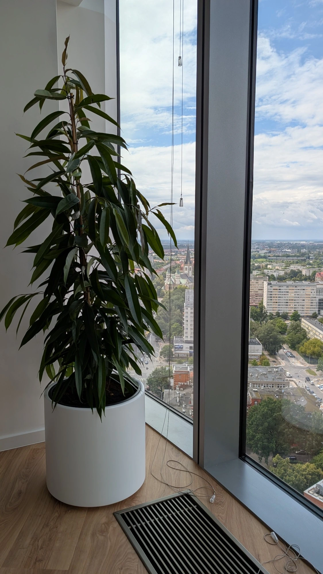 Wysoka roślina doniczkowa stoi przy dużym oknie, z którego rozciąga się widok na panoramę miasta z budynkami, ulicami i drzewami pod częściowo zachmurzonym niebem. Stanowi ona zielony element dzielący przestrzeń, który delikatnie oddziela pomieszczenie, jednocześnie wprowadzając do wnętrza odrobinę natury.