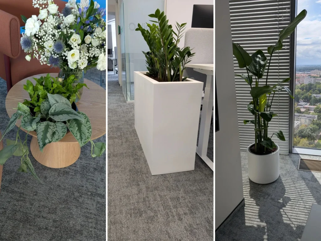 Zielony podział przestrzeni w nowoczesnym biurze open space
