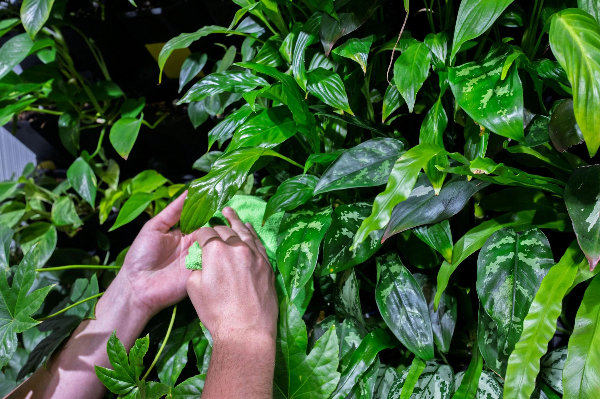 Ręce osoby delikatnie dotykają zielonych liści różnych roślin doniczkowych ułożonych w gęstą, bujną kompozycję.