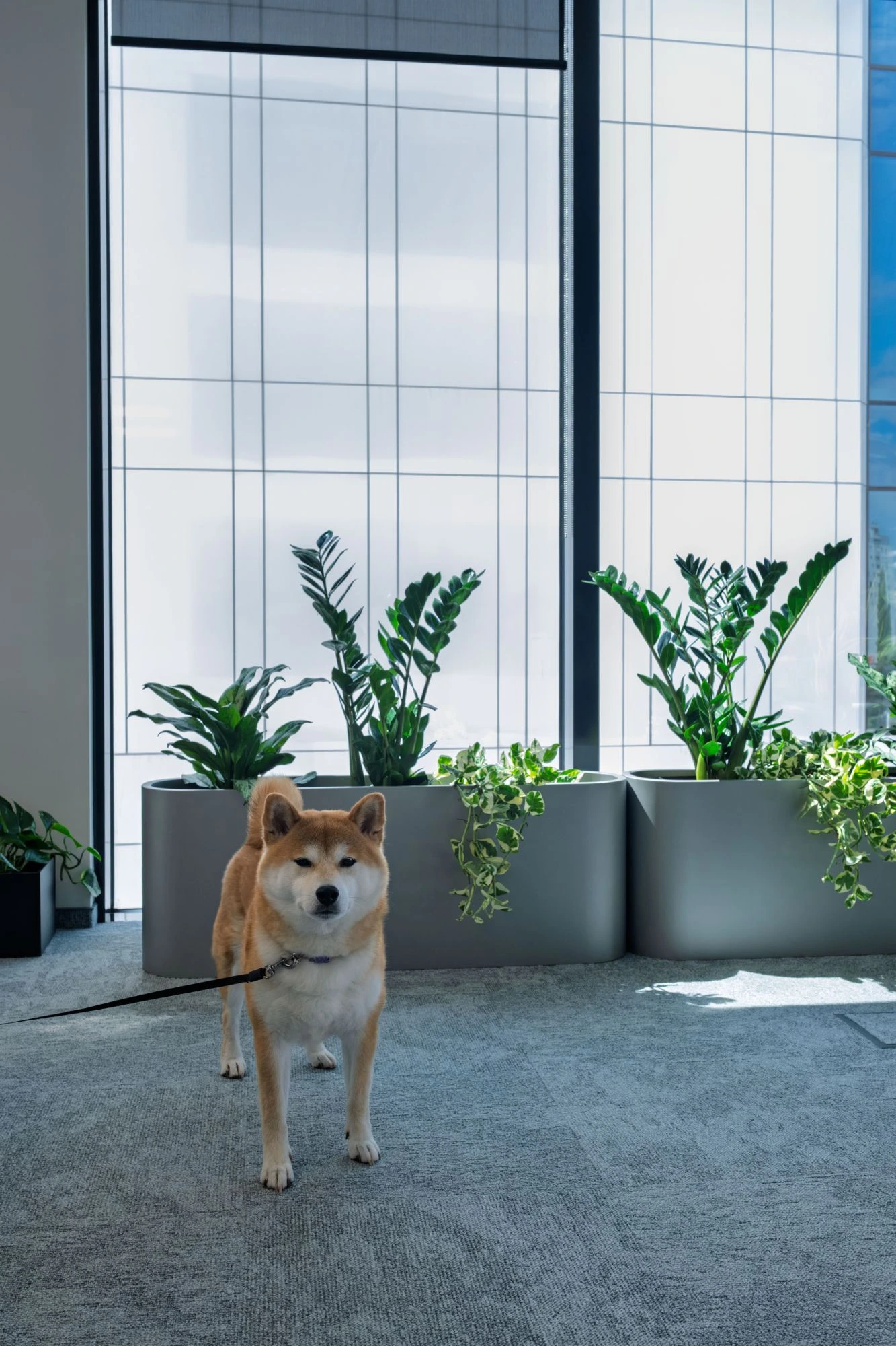 Pies rasy shiba inu na smyczy stoi na szarym dywanie przed dużymi oknami i kilkoma zielonymi roślinami w doniczkach w biurowym wnętrzu.