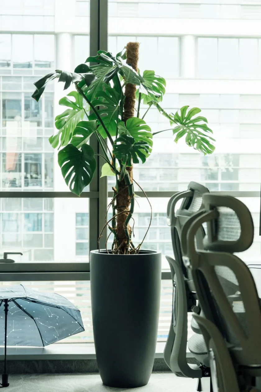 Wysoka monstera w doniczce stojąca obok krzeseł biurowych przy dużym oknie, a w tle na podłodze leży złożona parasolka.