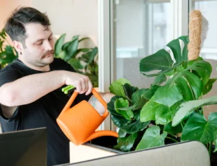 Osoba w czarnej koszulce podlewa roślinę monstera w biurze restauracji za pomocą pomarańczowej konewki.