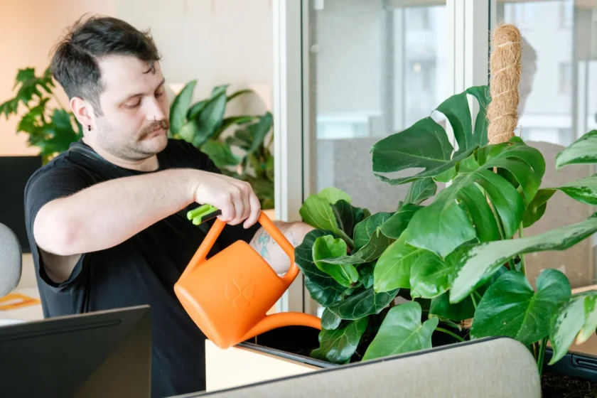 Osoba w czarnej koszulce podlewa roślinę monstera w biurze restauracji za pomocą pomarańczowej konewki.