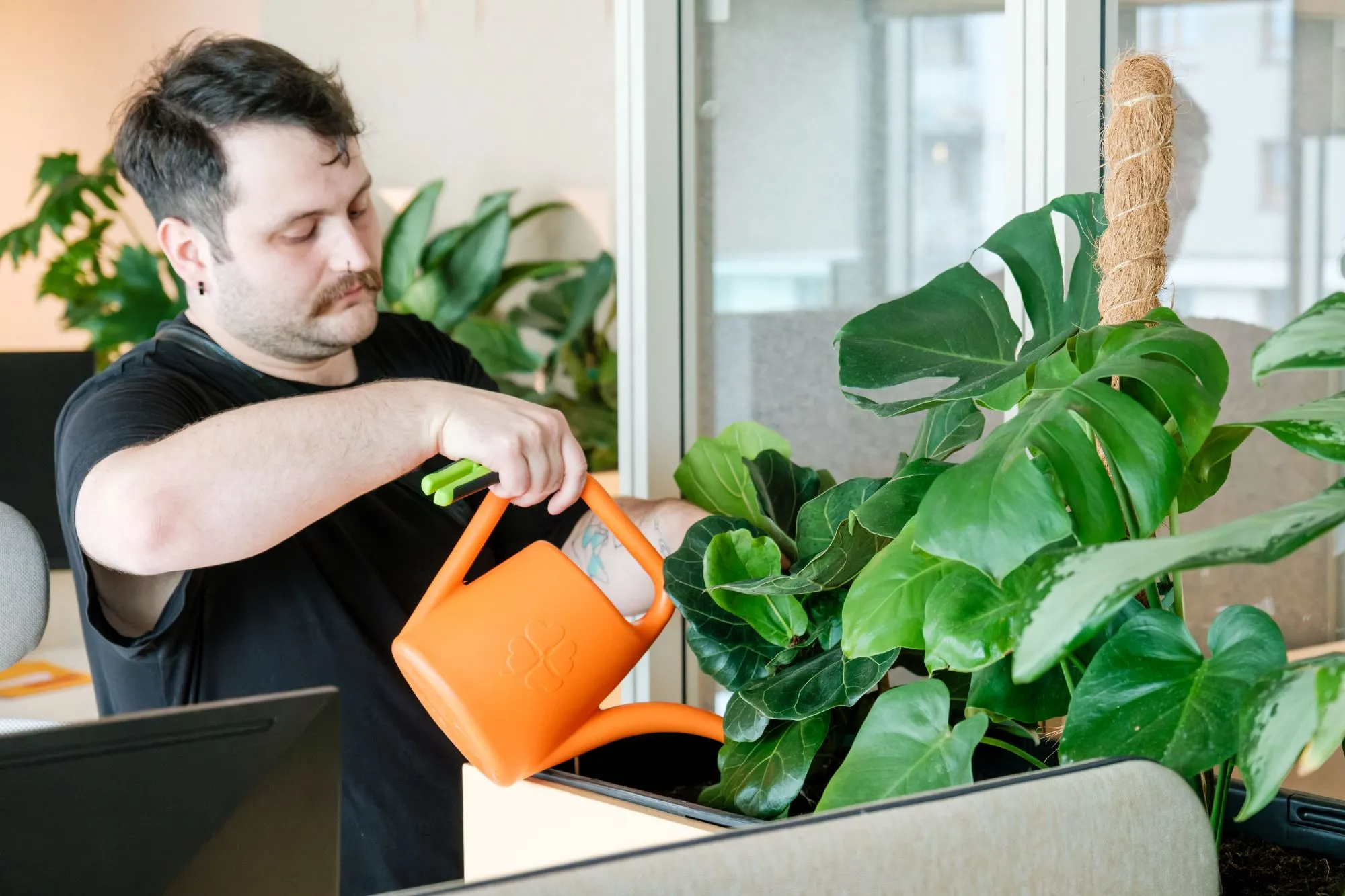 Osoba w czarnej koszulce podlewa roślinę monstera w biurze restauracji za pomocą pomarańczowej konewki.